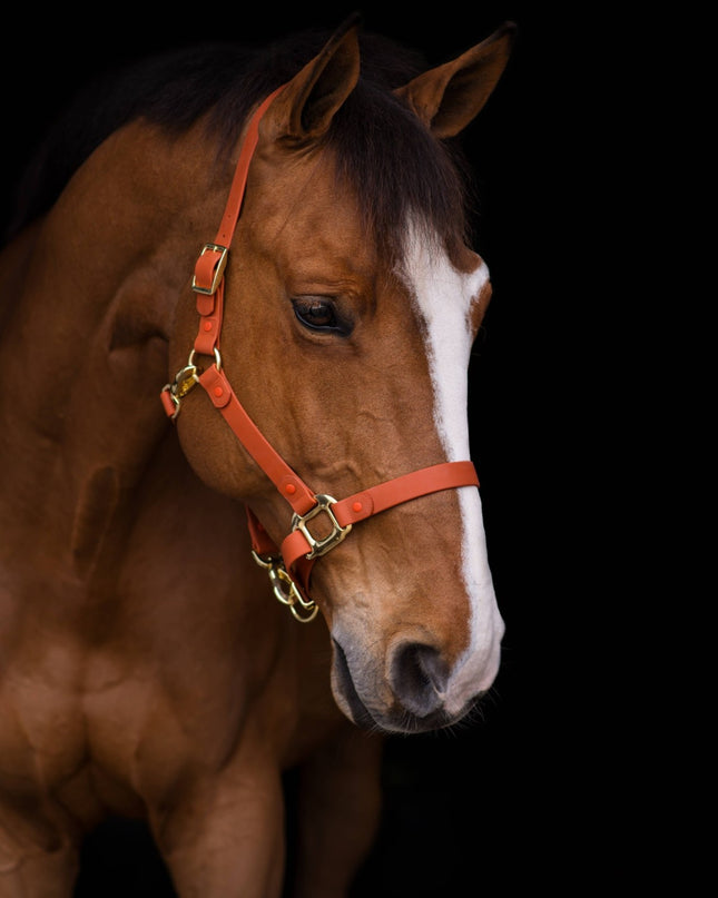 Halter – iCavalos Breakaway, Brown, Cob | New