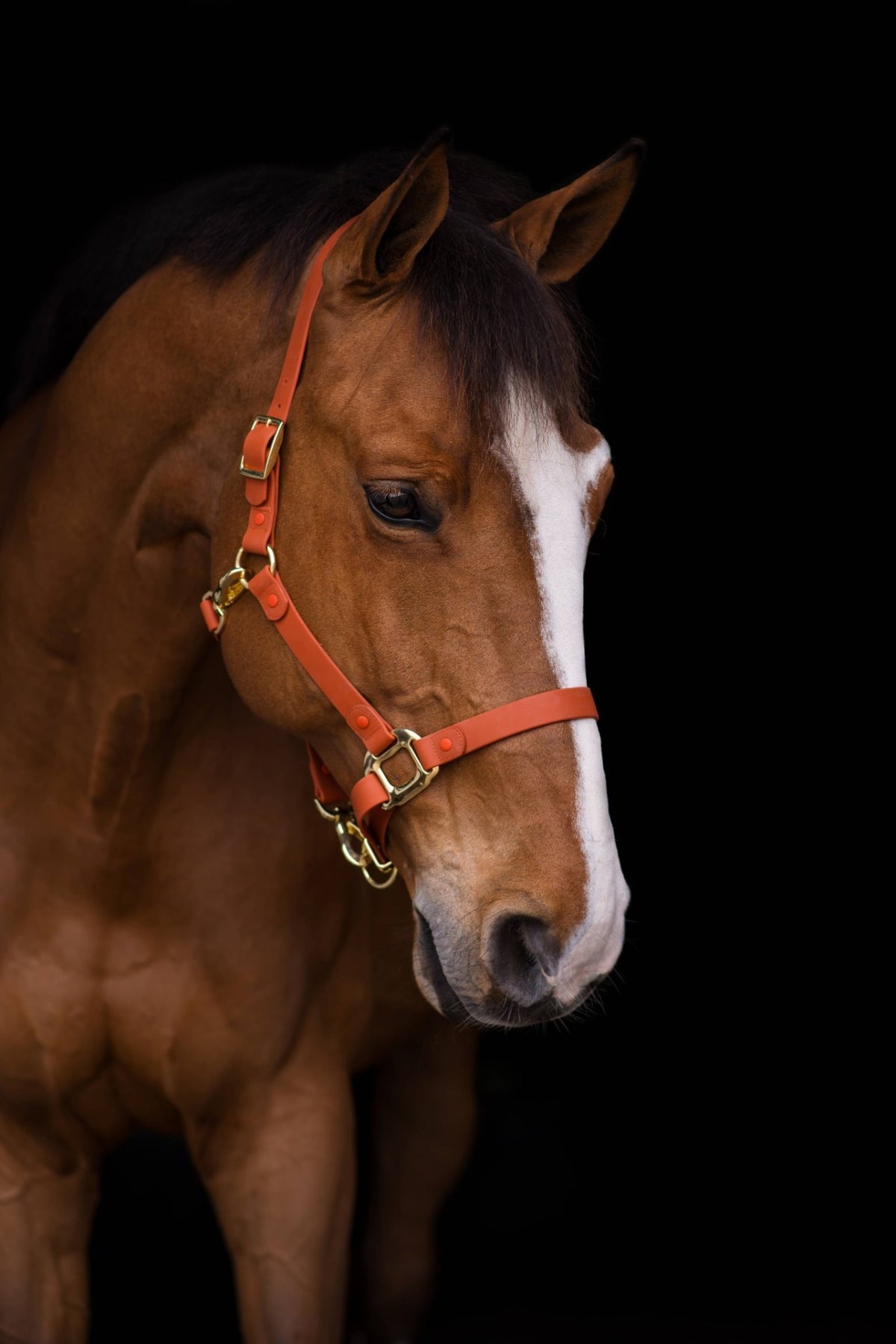 Halter – iCavalos Breakaway, Brown, Cob | New