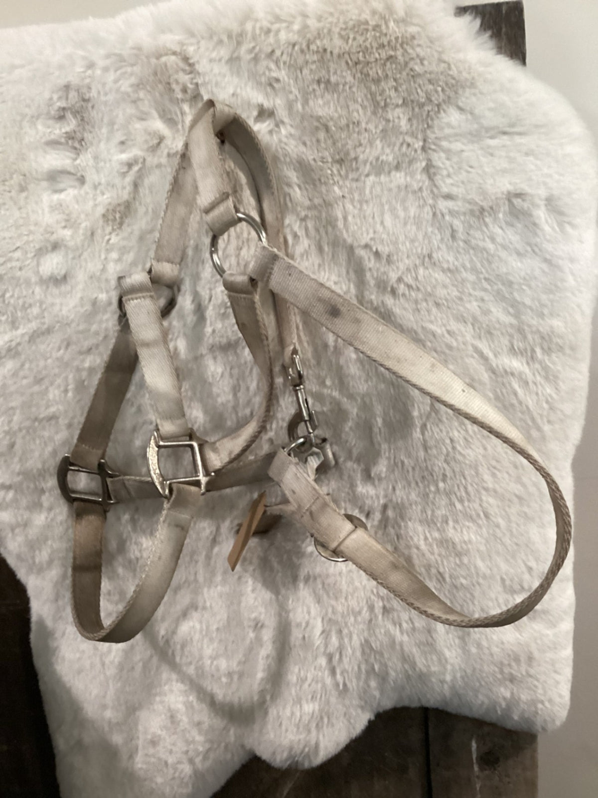 Halter – Nylon, White with Cheek Snap | Used