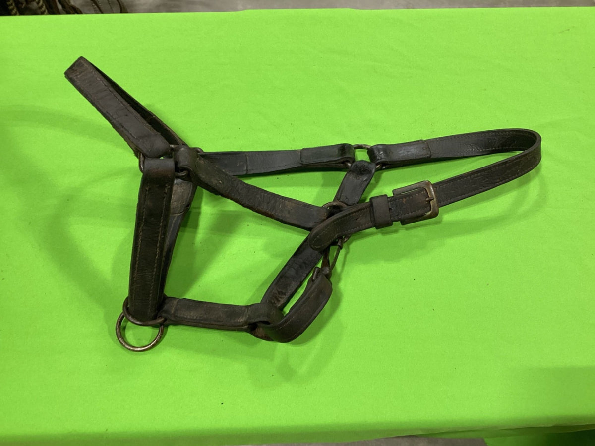 Halter – Leather, Draft Size (3 Available, Price Each) | Used