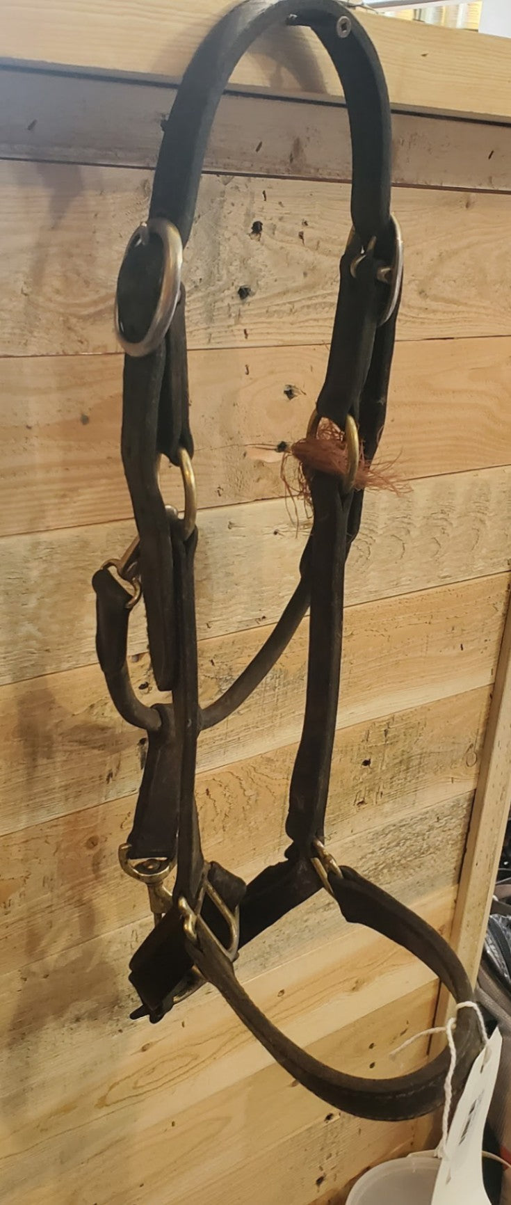 Halter – Leather (B, Broken Clasp) | Used