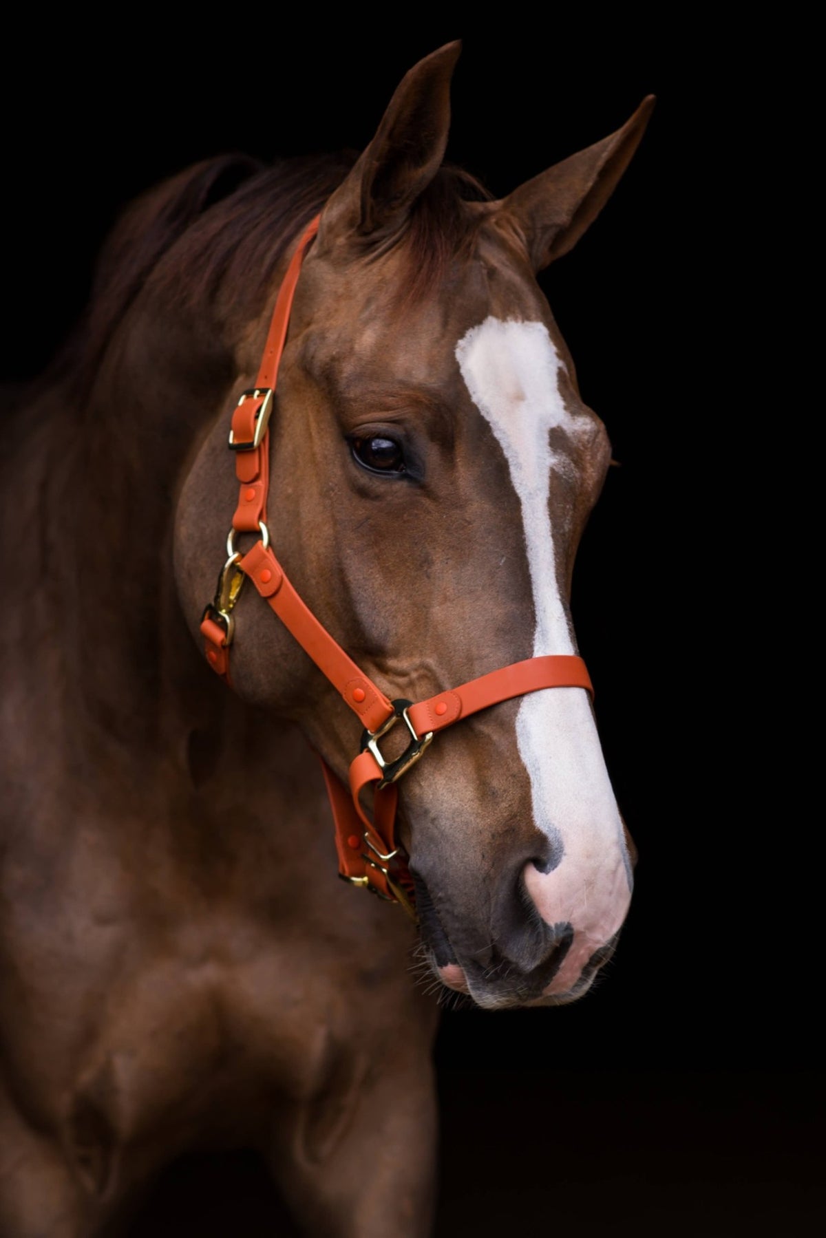 Halter – iCavalos Breakaway, Brown, Cob | New