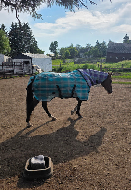 <strong>Legacy Rocking her New Fly Sheet and Neck. We still have a few Kensignton fly sheets still available $290 </strong>