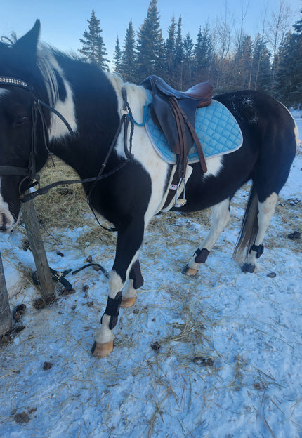 <strong>Thank You -</strong> Tack fits her perfectly!