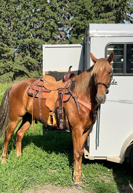 <strong>Mickie was spoiled not only did he get a new Fly Sheet He also got a great Fitting saddle & Pad. </strong>