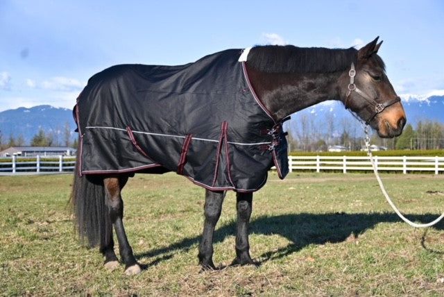 Champion 100g Light Turnout Blanket – Horse