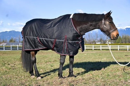 Champion 100g Light Turnout Blanket – Horse