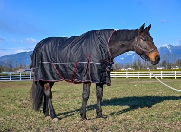 Champion Rain Sheet – Horse
