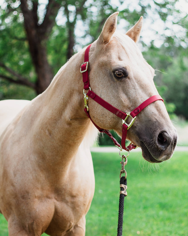 Halter Large Pony Burgundy iCavalos Collection