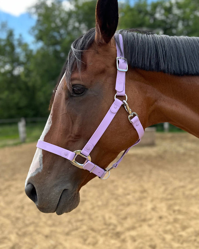Halter Cob Purple I Cavalos Collection