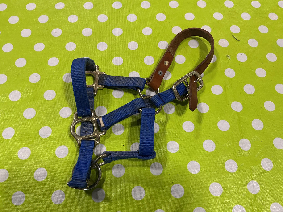 Halter – Blue with Leather Strap, Pony | Used