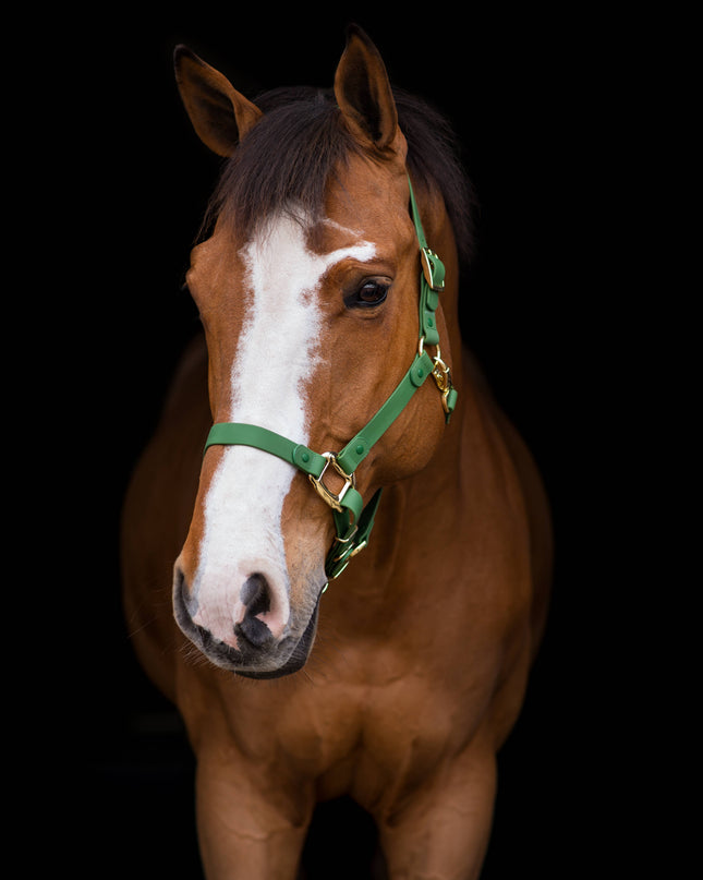 Halter Large Pony Green-  iCavalos Collection