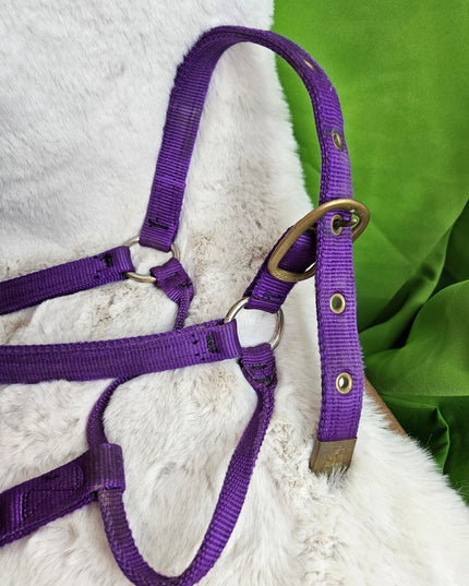 Halter Nylon Full Horse Purple