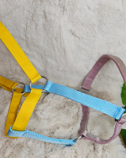 Halter Nylon Full Horse Blue/Yellow