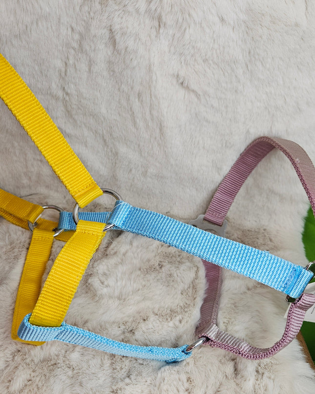 Halter Nylon Full Horse Blue/Yellow