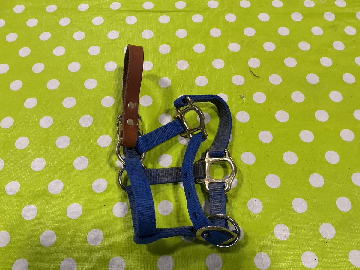 Halter – Blue with Leather Strap, Pony | Used