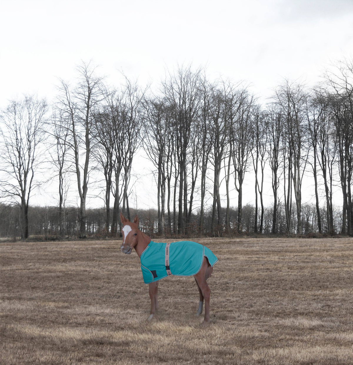 Winter Blanket – TuffRider 1200D Foal Adjustable Turnout, Navy, Standard