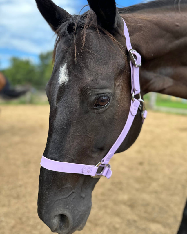 Halter Cob Purple I Cavalos Collection