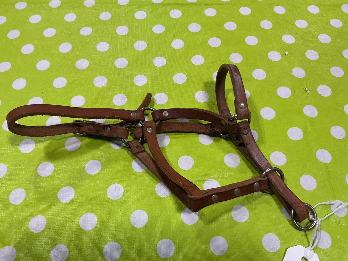 Halter – Leather, Yearling (A) | Used