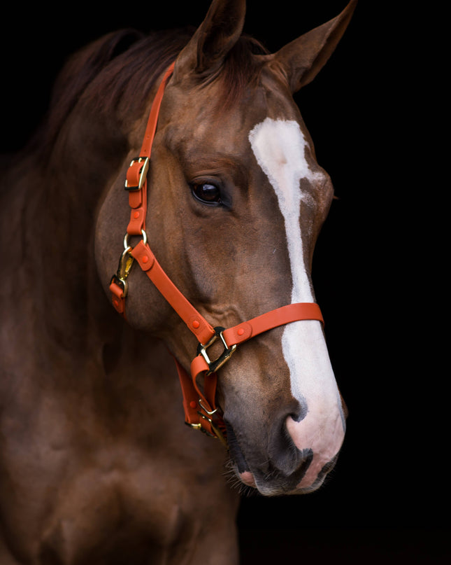 Halter Brown Cob iCavalos Collection
