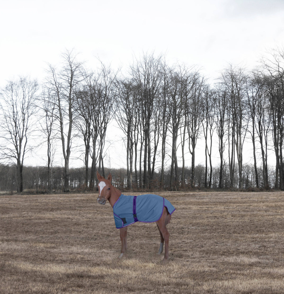 Winter Blanket – TuffRider 1200D Foal Adjustable Turnout, Navy, Standard