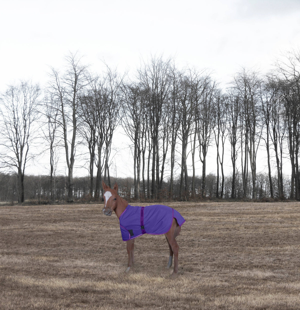 Winter Blanket – TuffRider 1200D Foal Adjustable Turnout, Navy, Standard